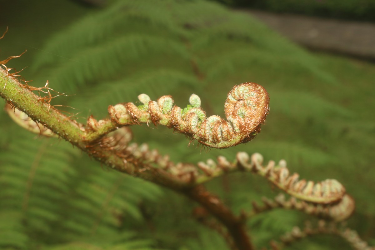 Sphaeropteris crinita  (Hook.) R.M.Tryon